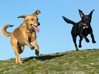 happy-dogs